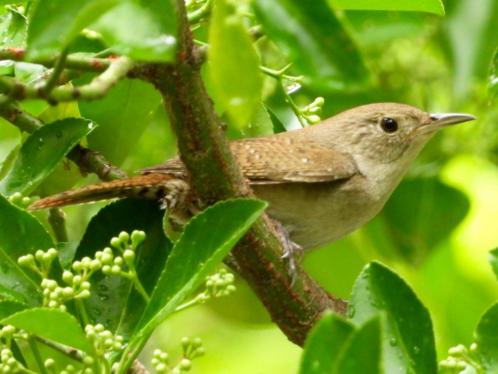 House Wren - ML236242191