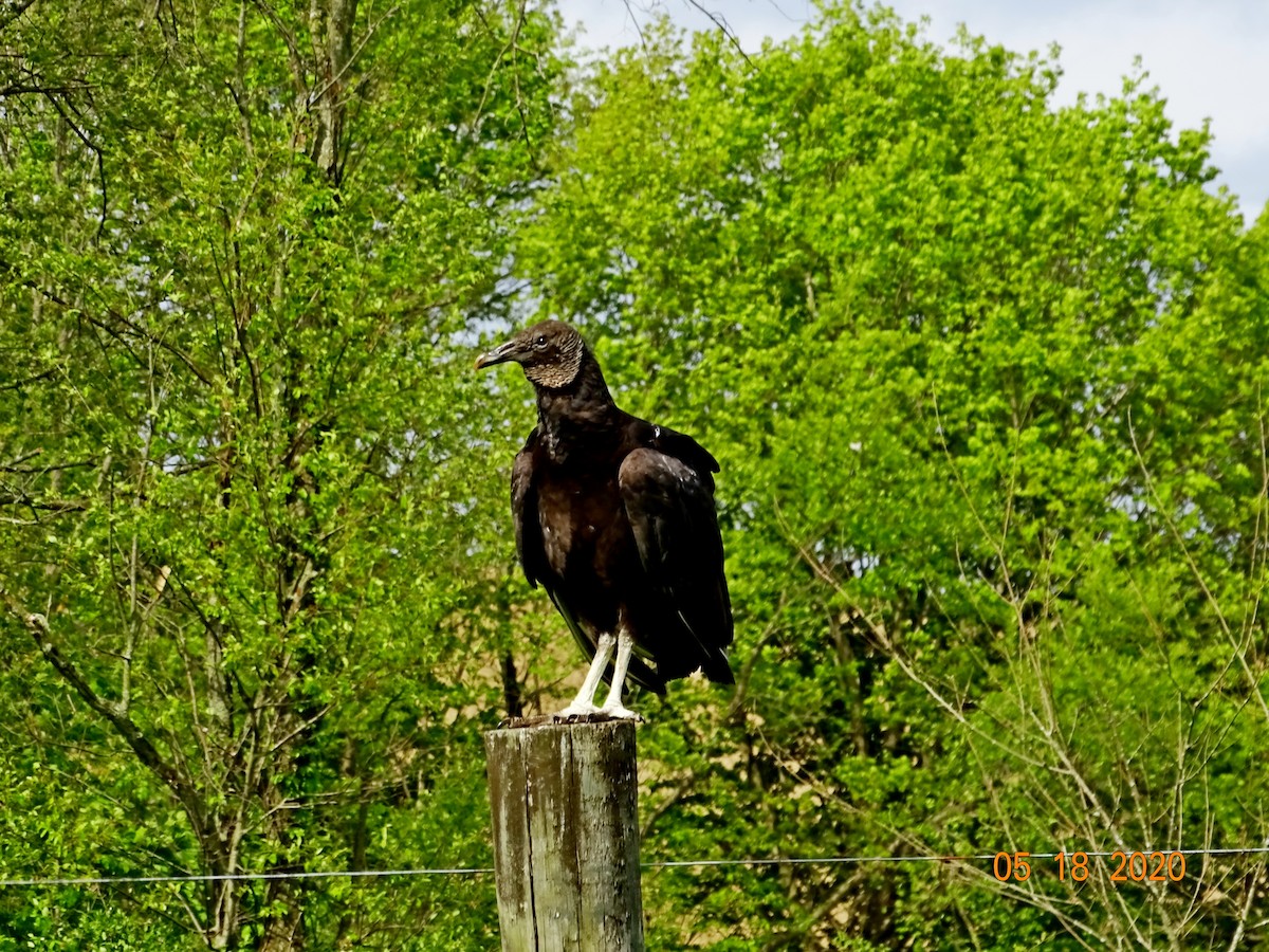 Black Vulture - ML236242371