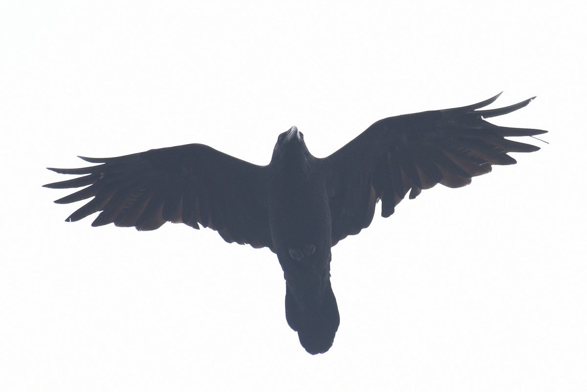 Common Raven - Cristine Van Dyke