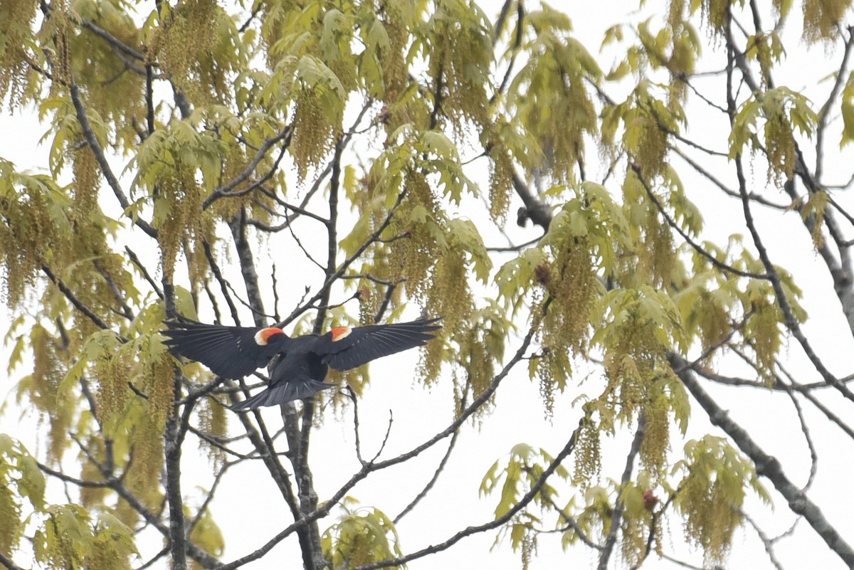 Red-winged Blackbird - ML236242471