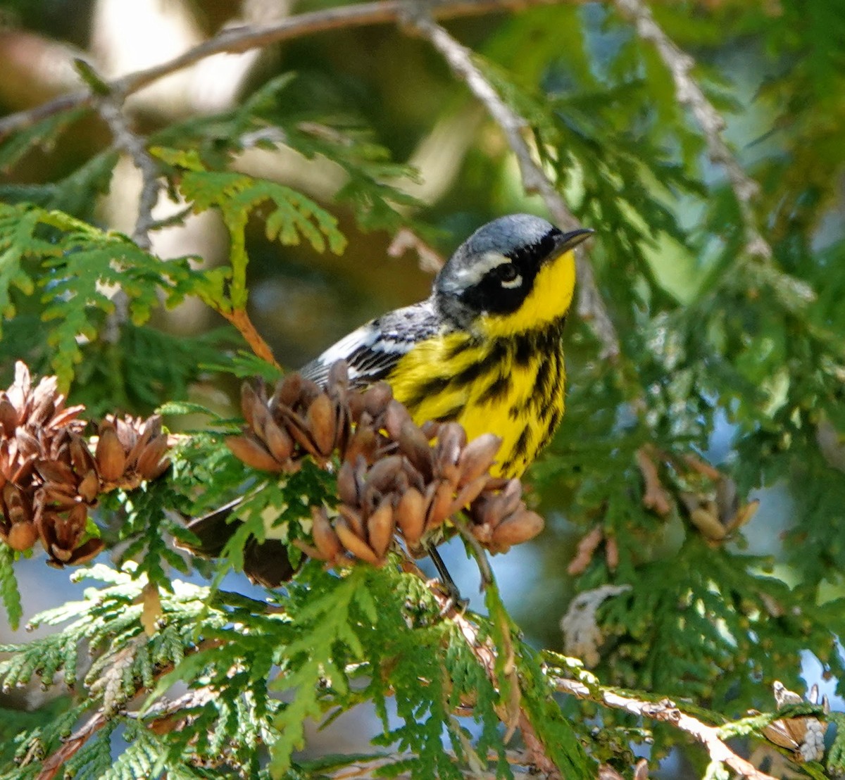 Magnolia Warbler - ML236242851