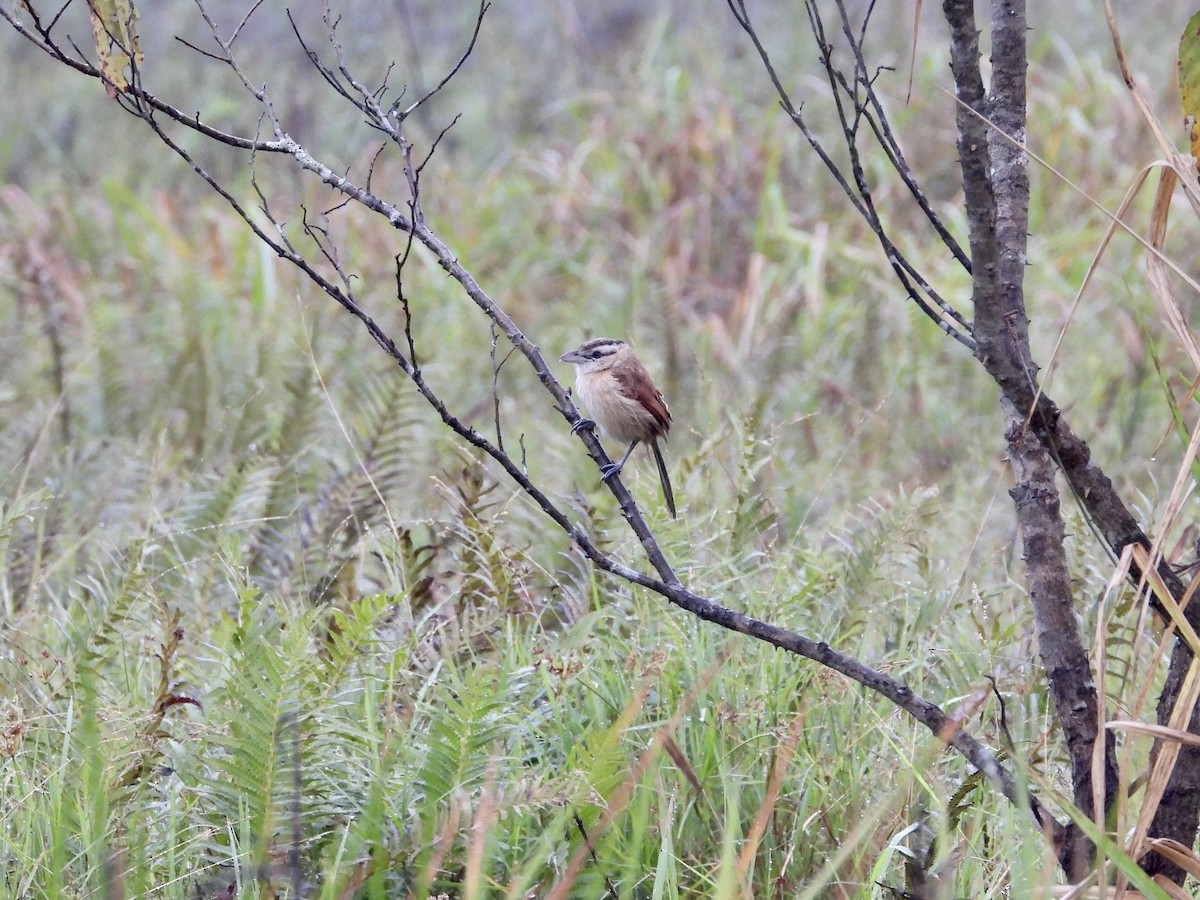 Marsh Tchagra (Anchieta's) - ML236243341