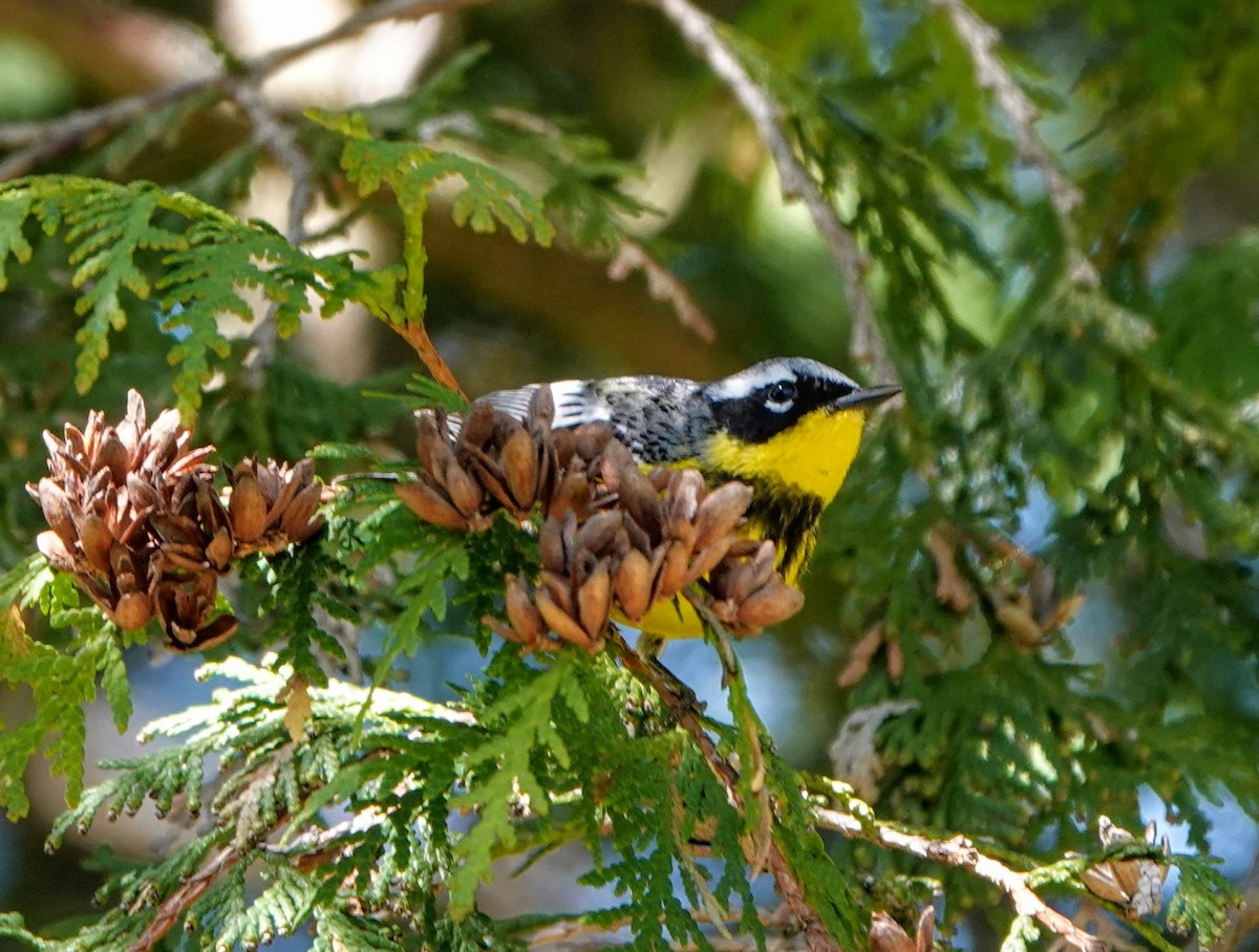 Magnolia Warbler - ML236243421