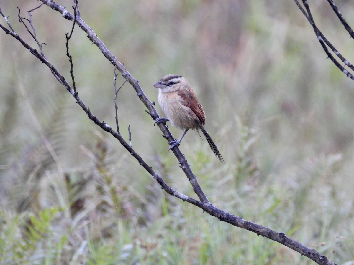 Marsh Tchagra (Anchieta's) - ML236243441