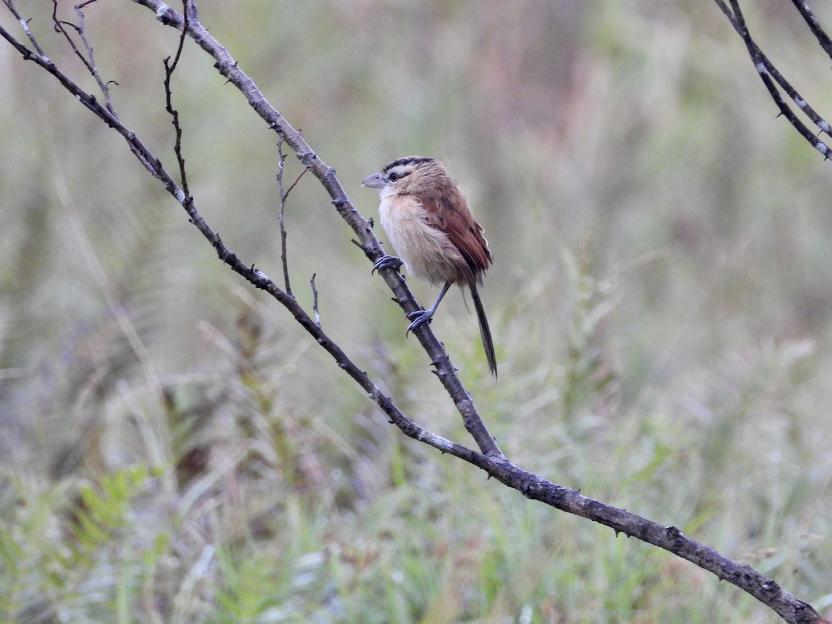 Marsh Tchagra (Anchieta's) - ML236243581