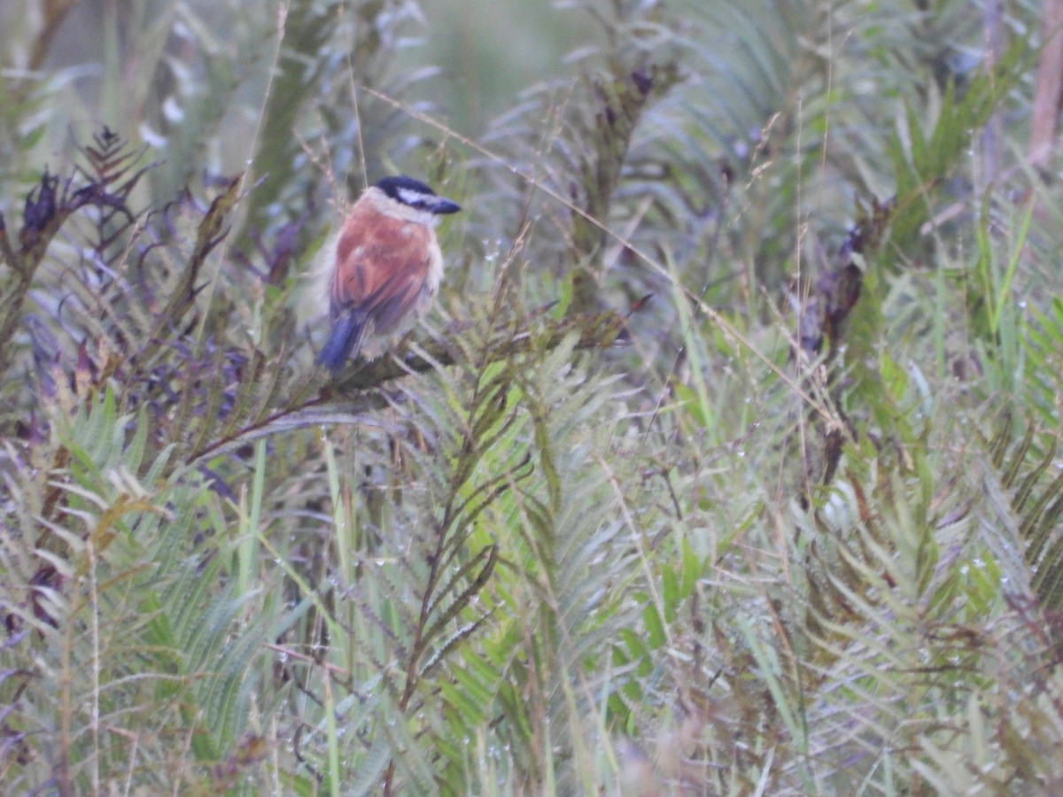 Marsh Tchagra (Anchieta's) - ML236243831