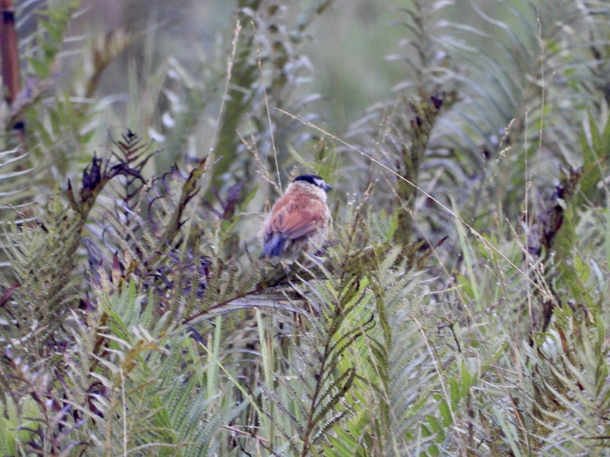 Marsh Tchagra (Anchieta's) - ML236243891