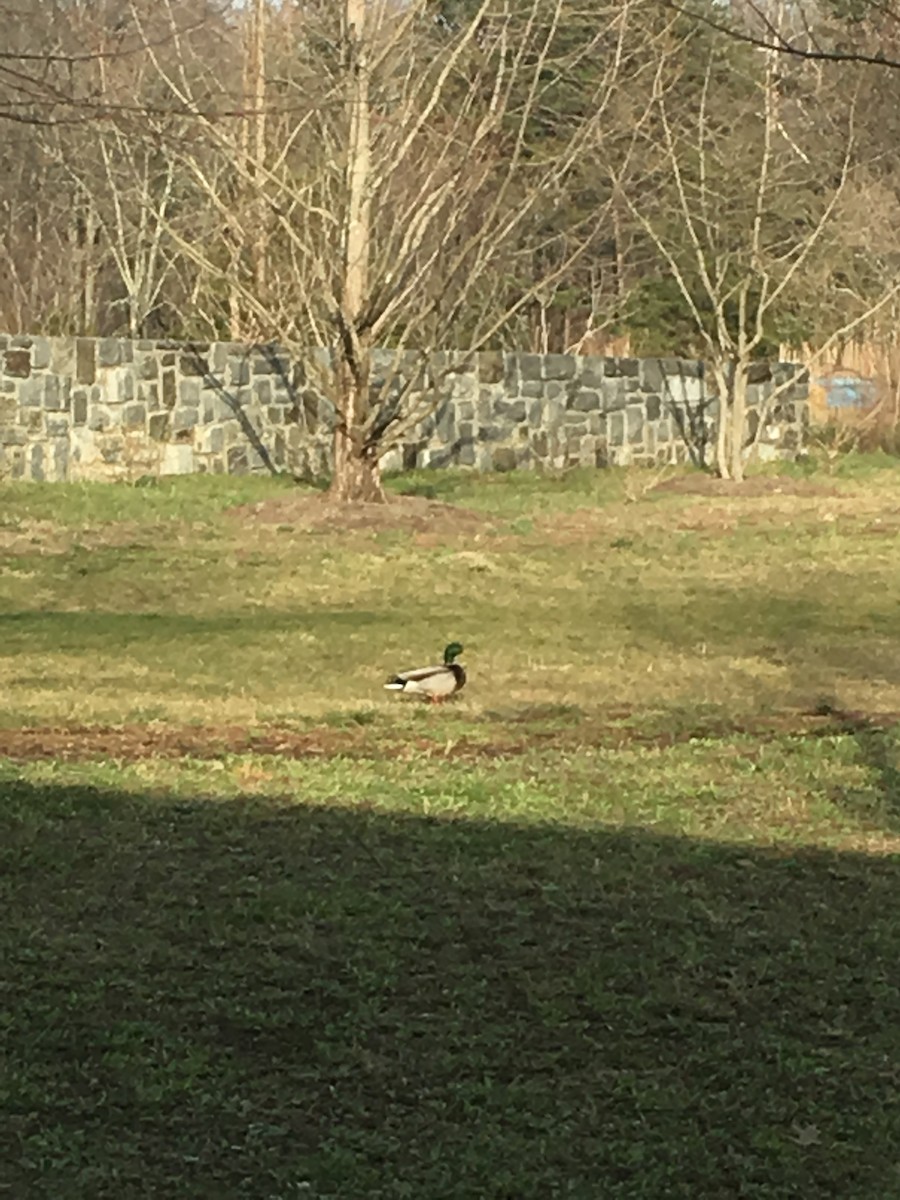 Mallard - ML236243961