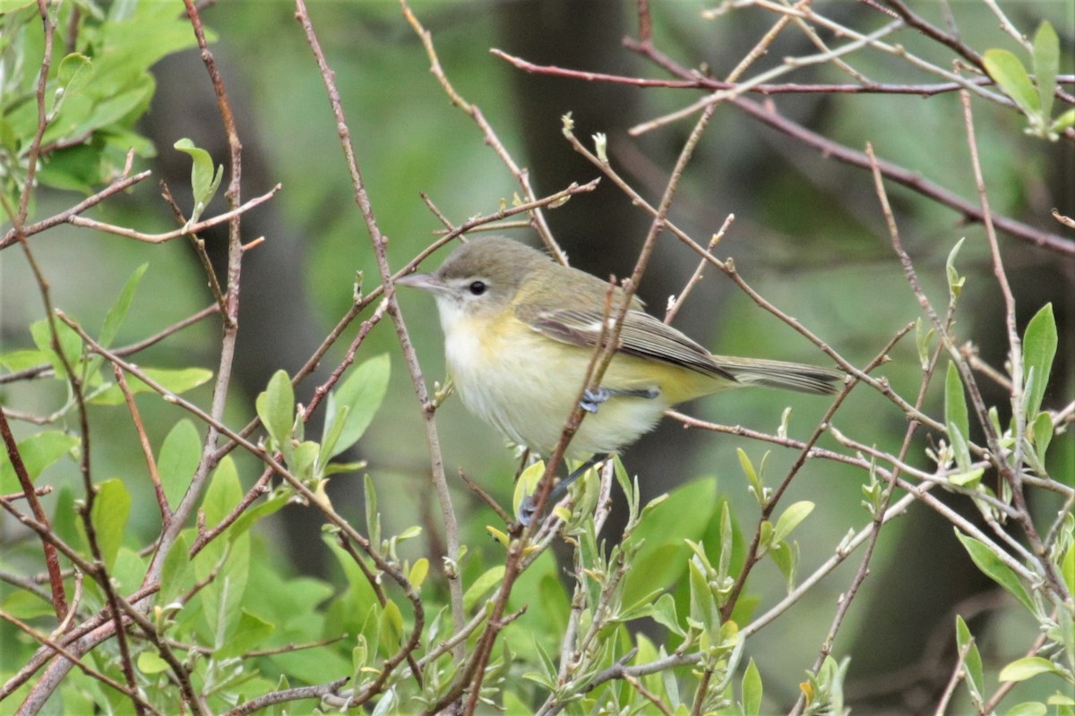 Bell's Vireo - ML236244291
