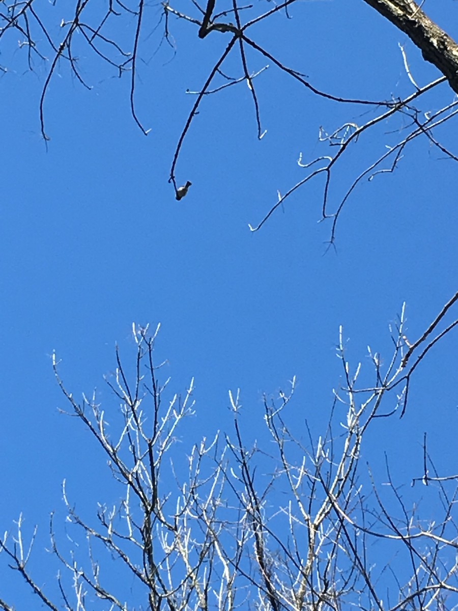 Carolina Chickadee - ML236244691