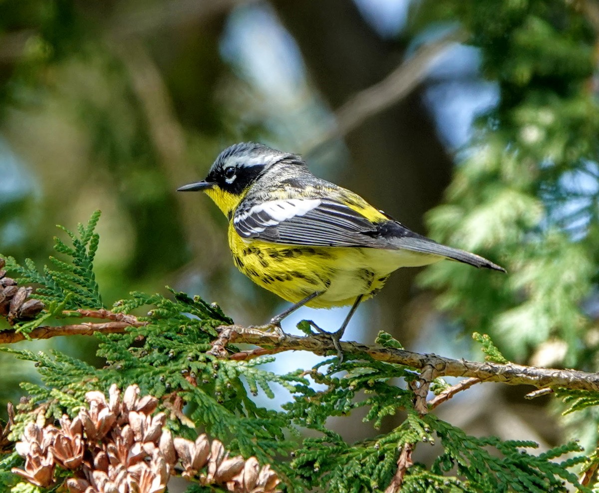 Magnolia Warbler - Clem Nilan