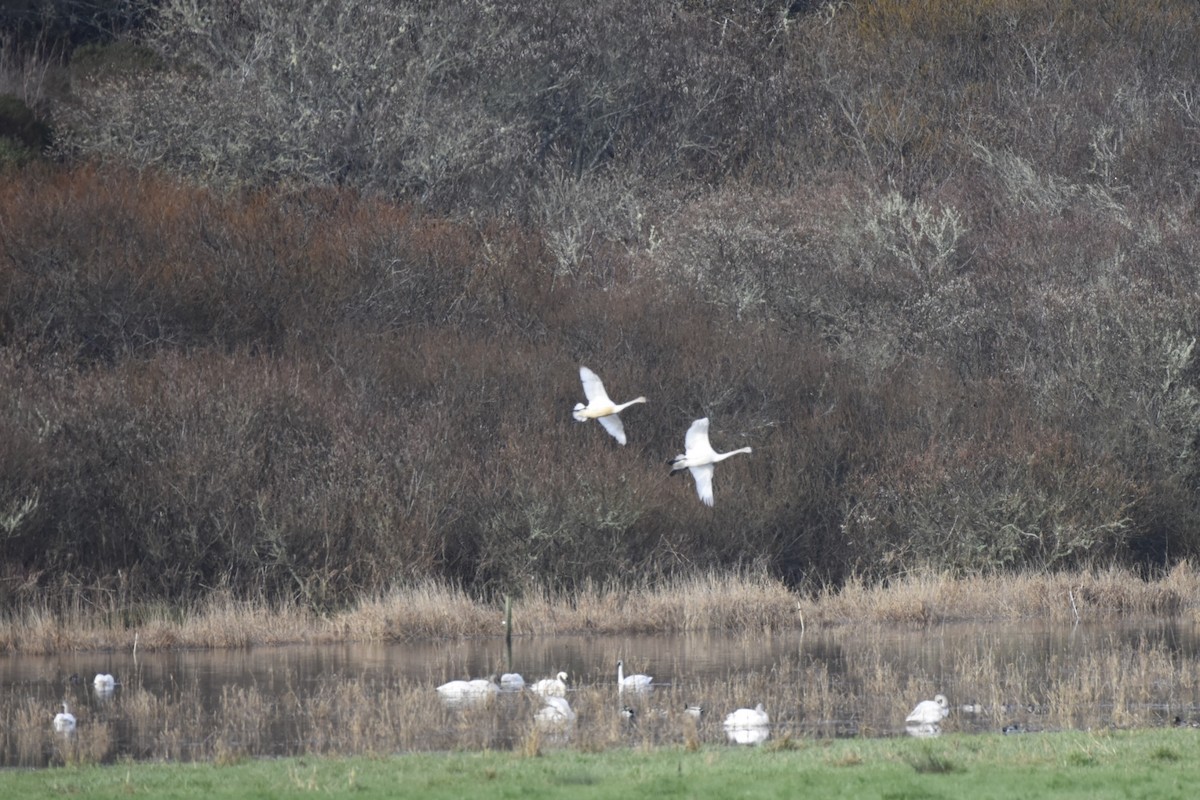 Cygne siffleur - ML23624531