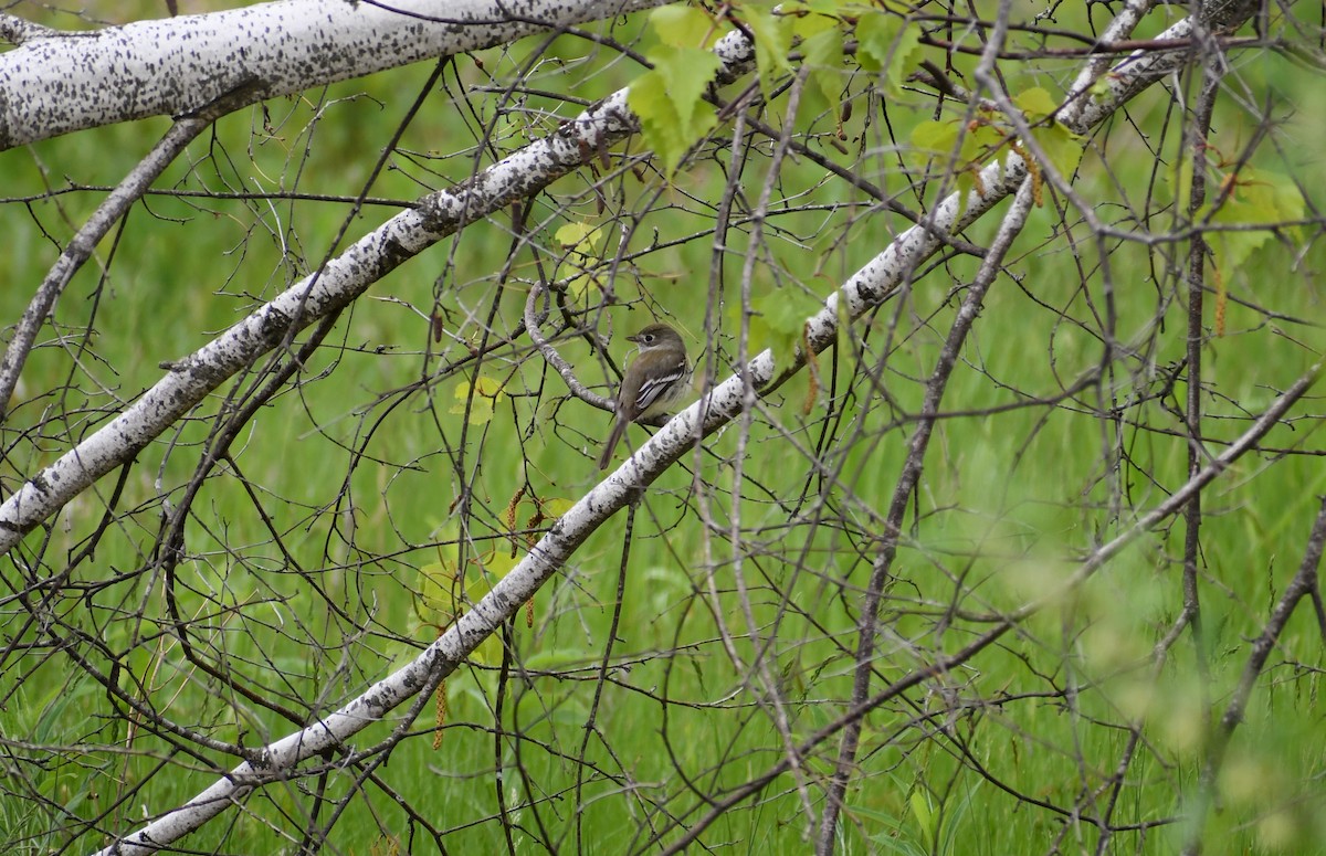 Alder Flycatcher - David Gibbons