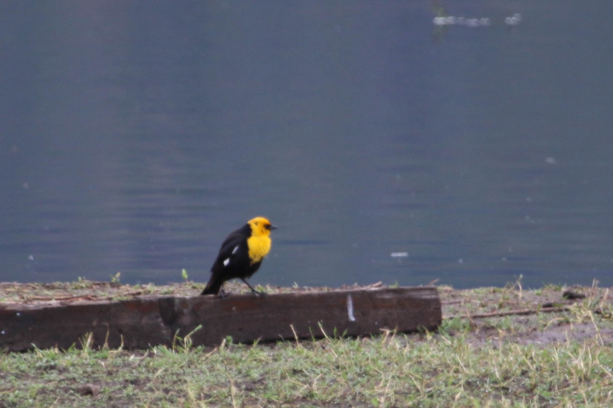 Yellow-headed Blackbird - ML236250921