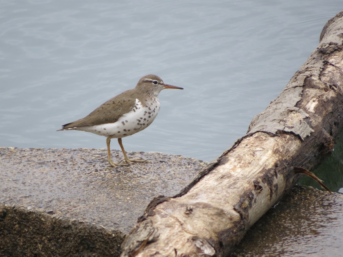 Spotted Sandpiper - Marjorie Watson