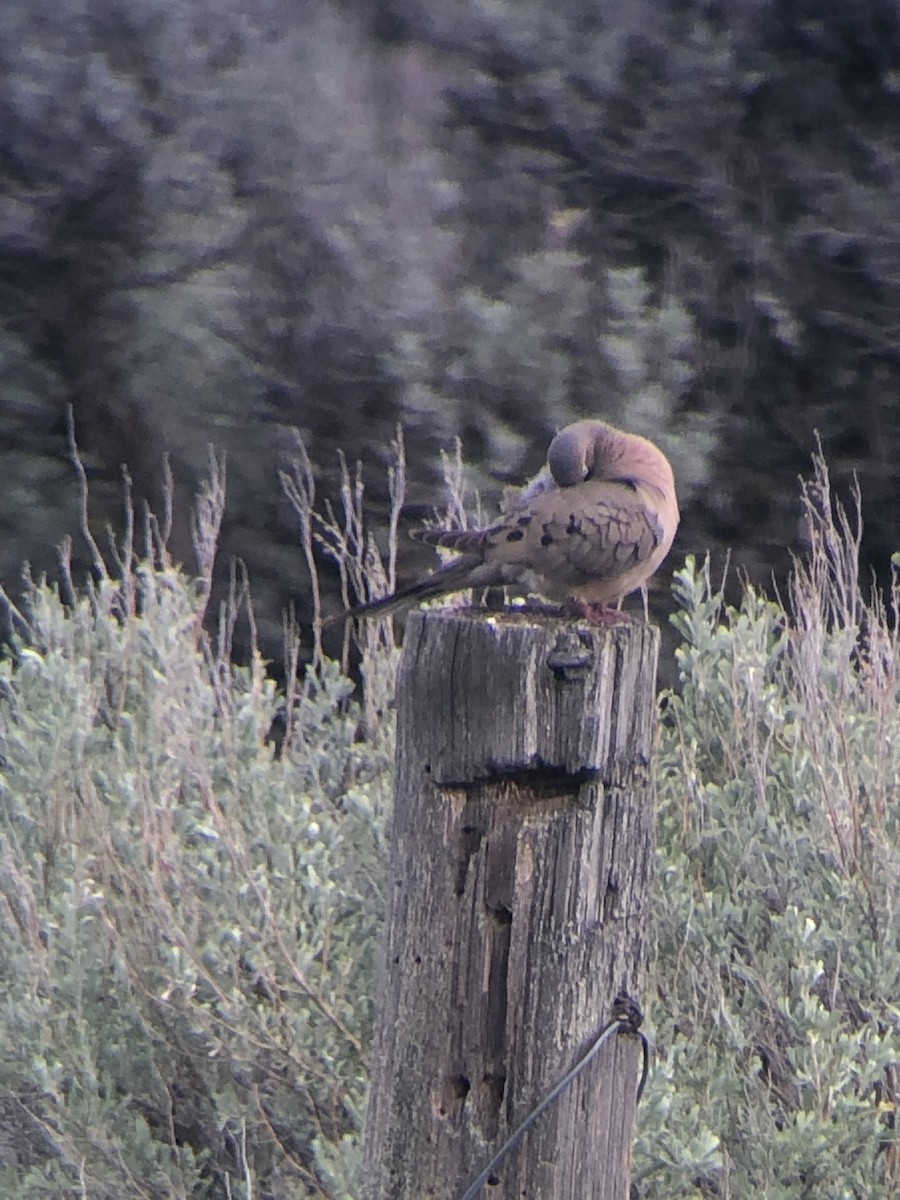 Mourning Dove - ML236251741