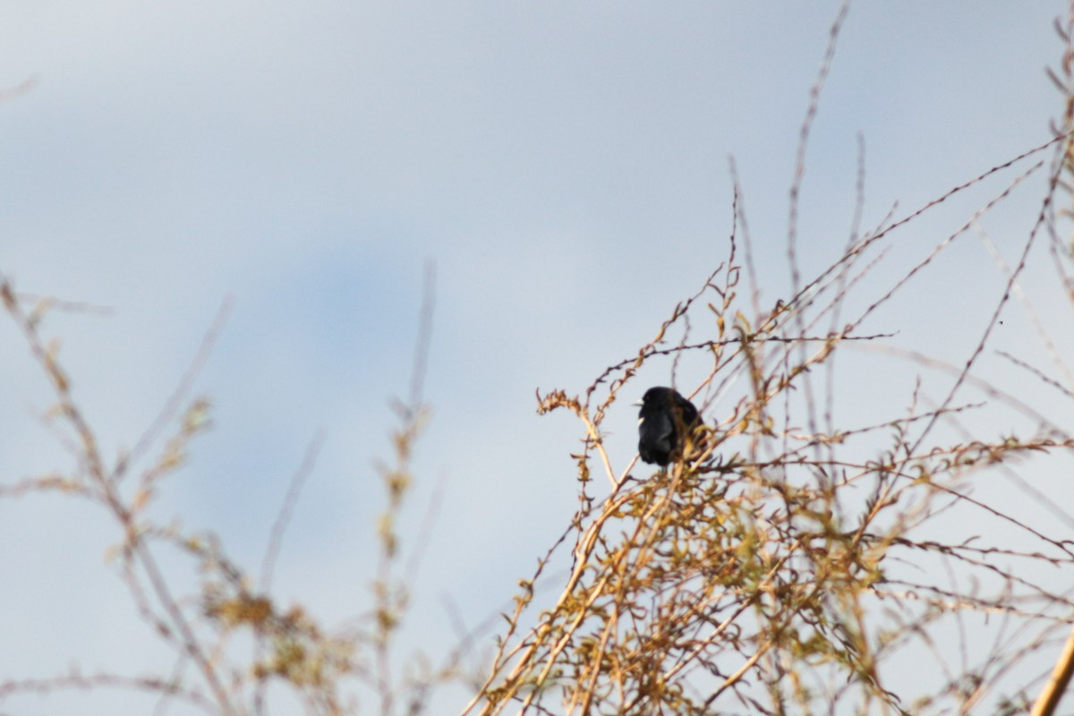 Red-winged Blackbird (Red-winged) - ML236251951