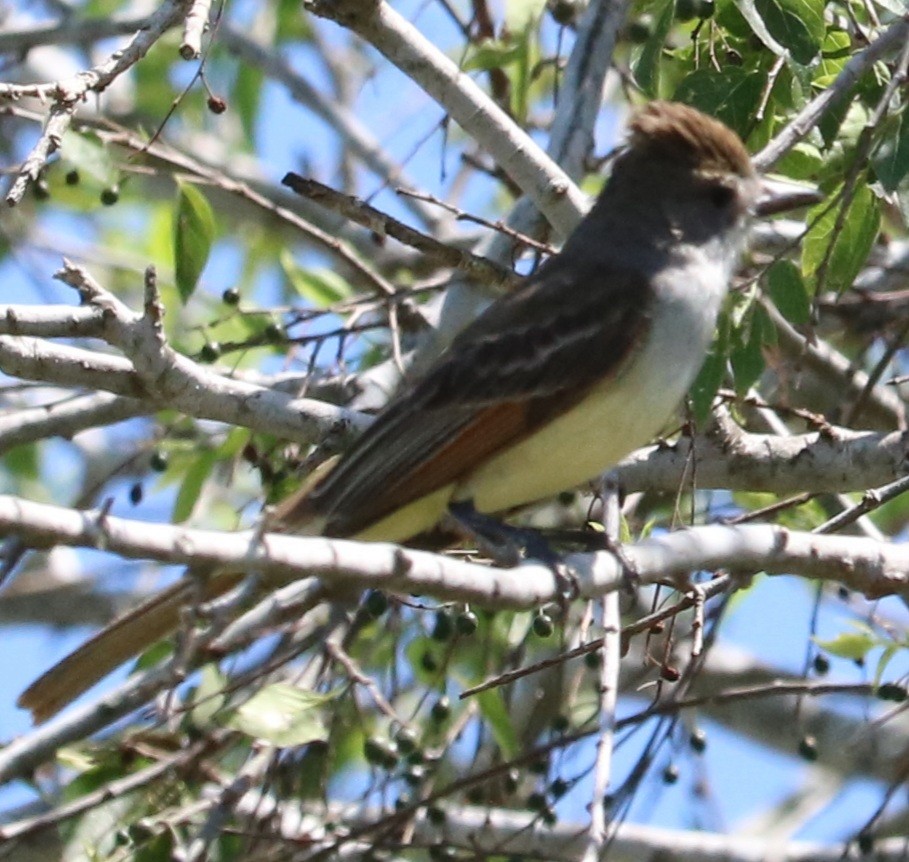 Kalifornienschopftyrann - ML236254081