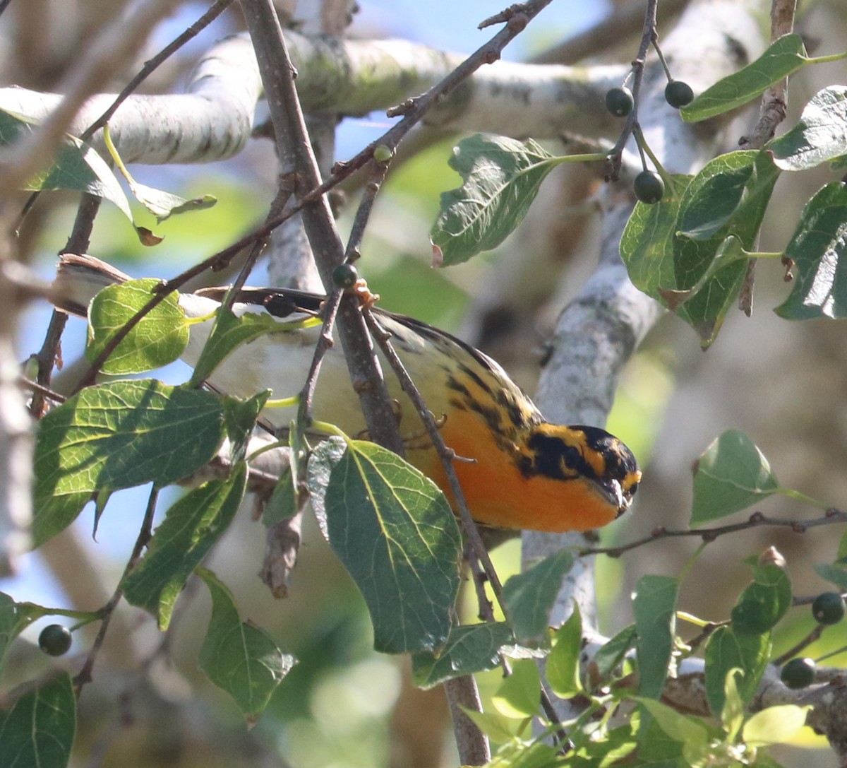 Fichtenwaldsänger - ML236254781