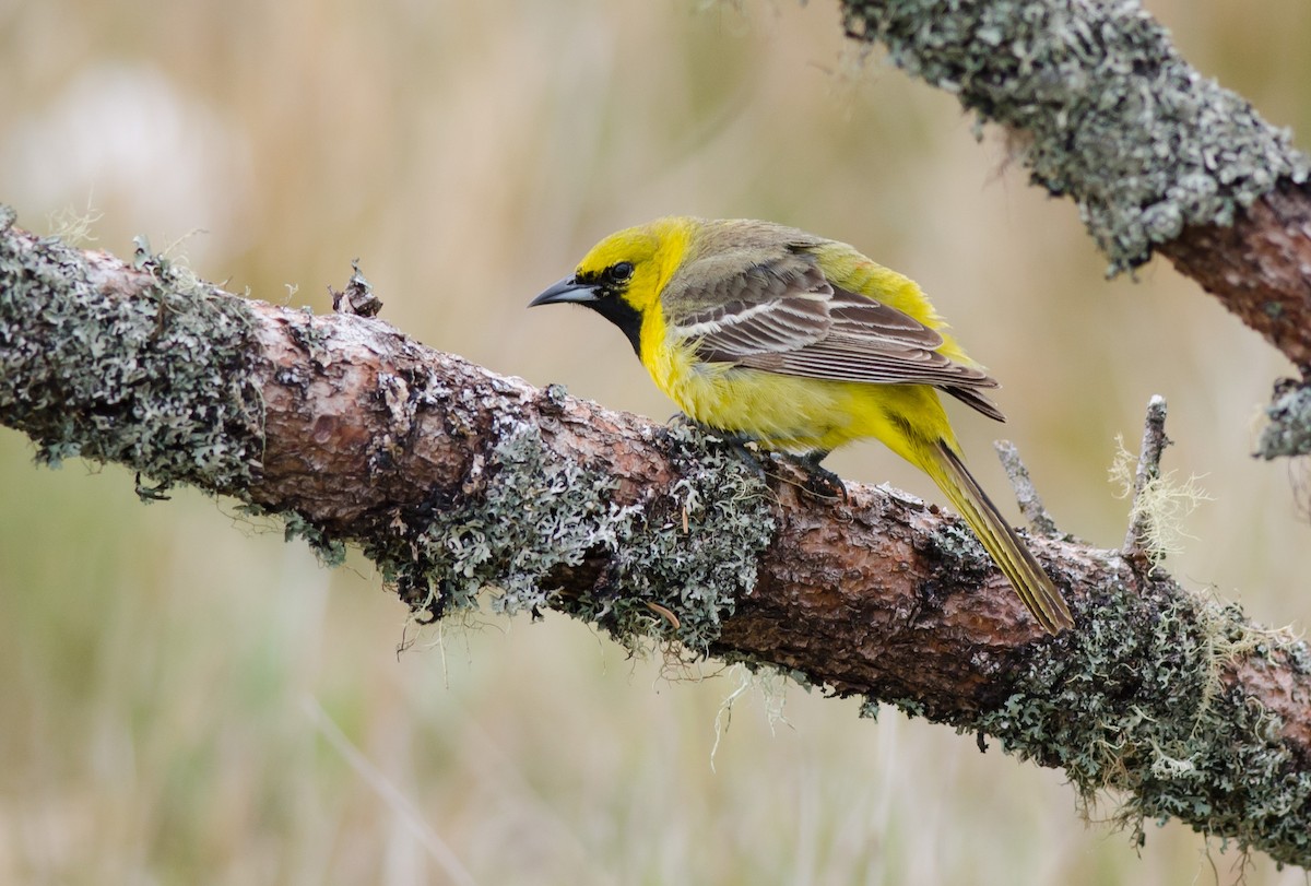 Orchard Oriole - ML236254811