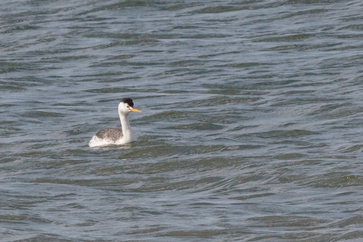 Clark's Grebe - Bob Bowhay