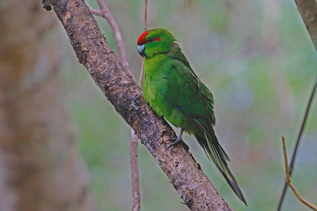 Red-crowned Parakeet - Jan Andersson