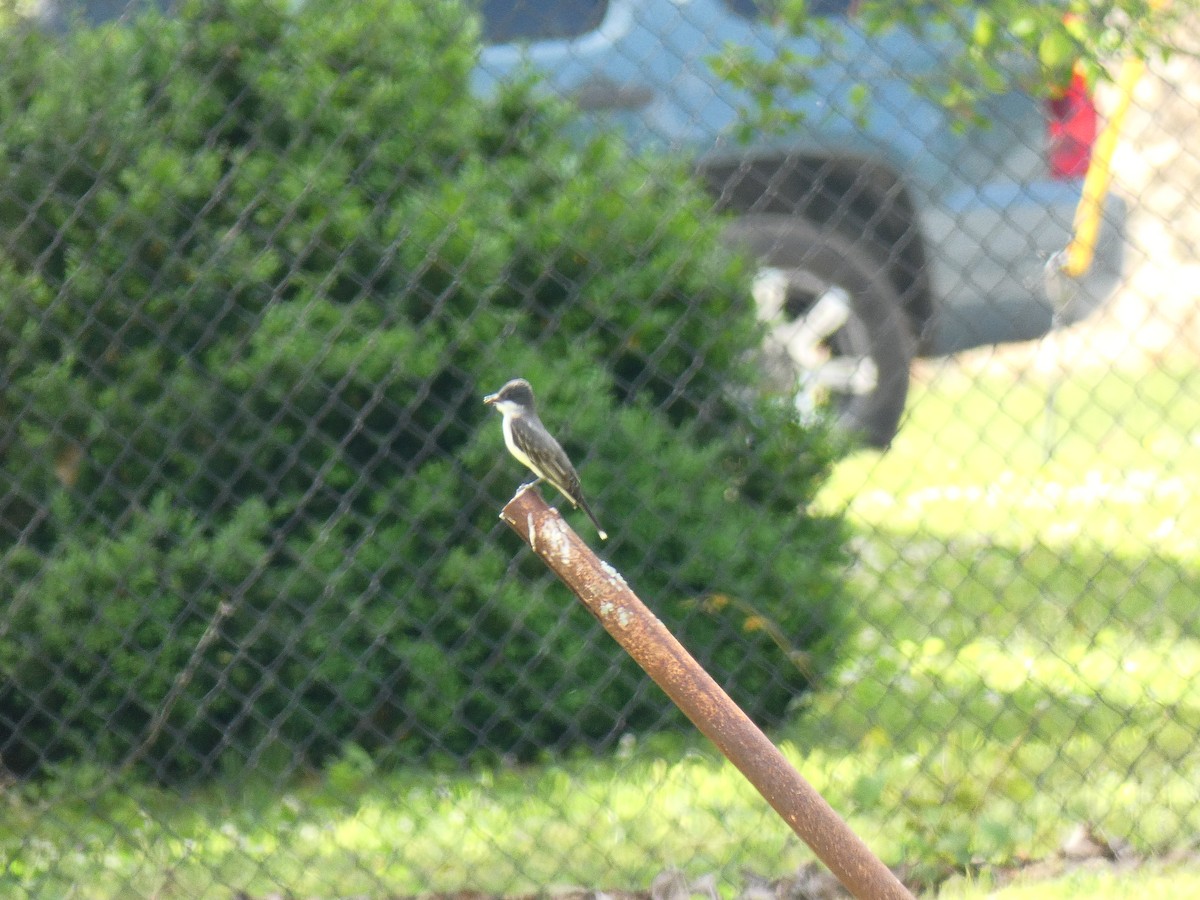 Eastern Kingbird - ML236255961