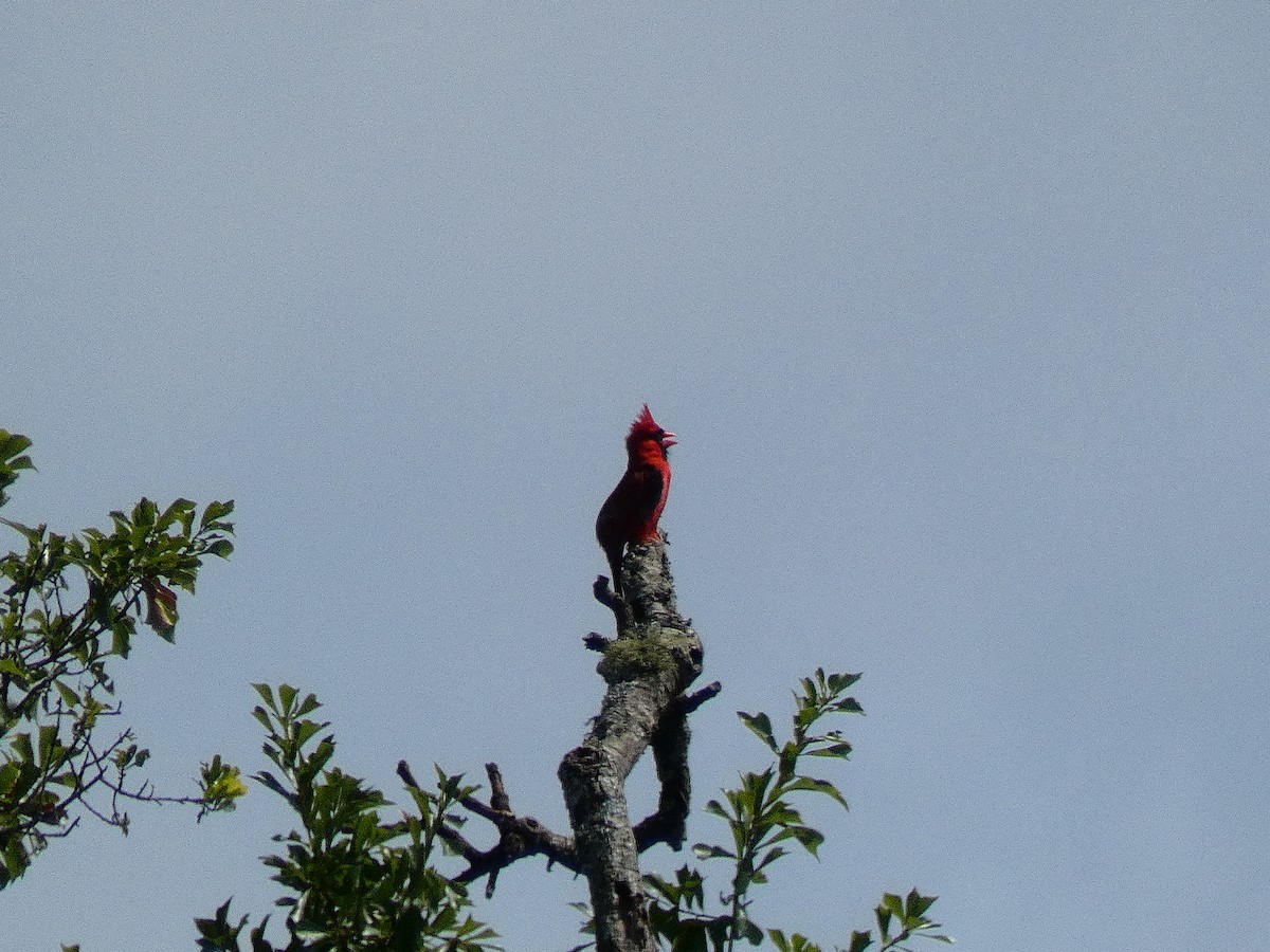 Northern Cardinal - ML236256061