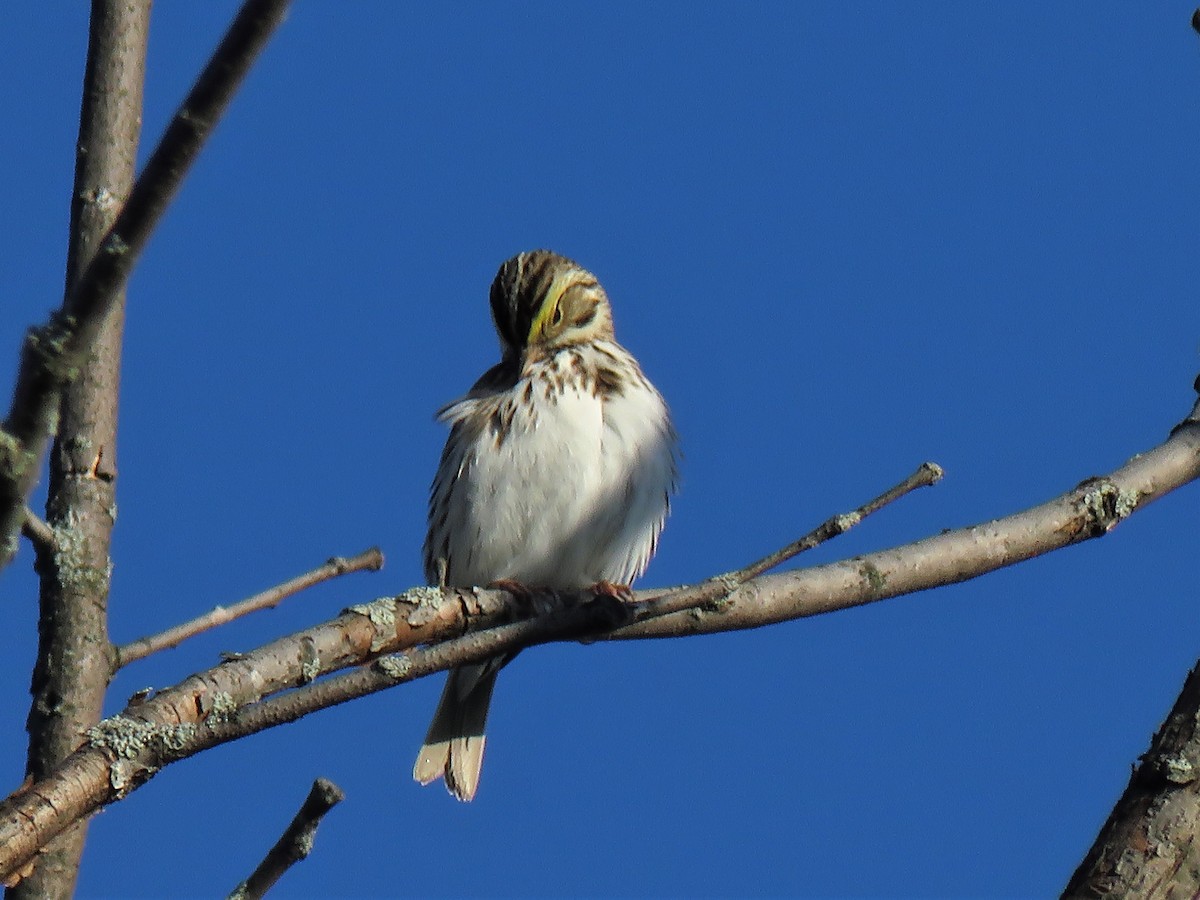 Savannah Sparrow - ML236260311