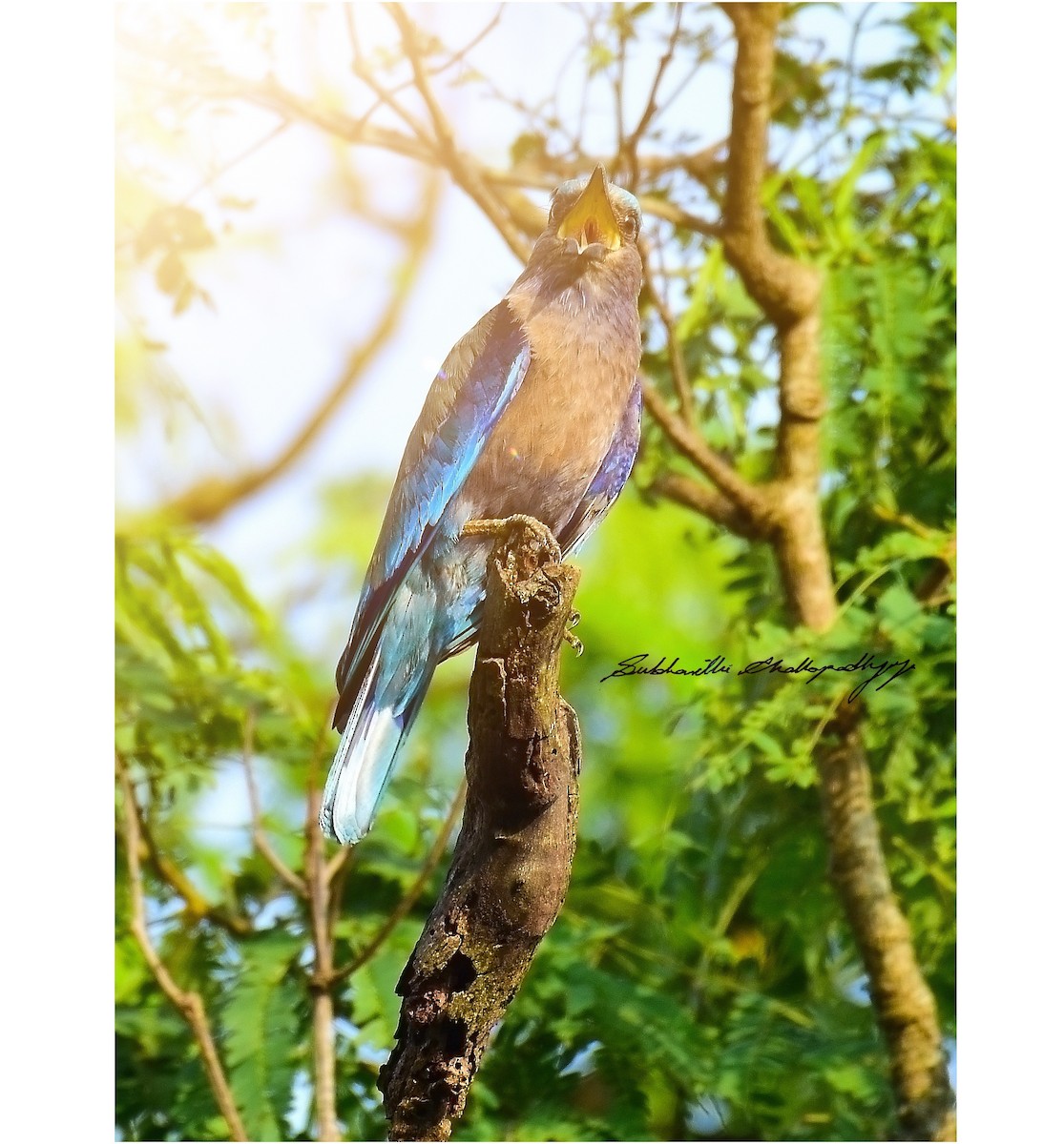 Indian/Indochinese Roller - Subharthi chattopadhyay