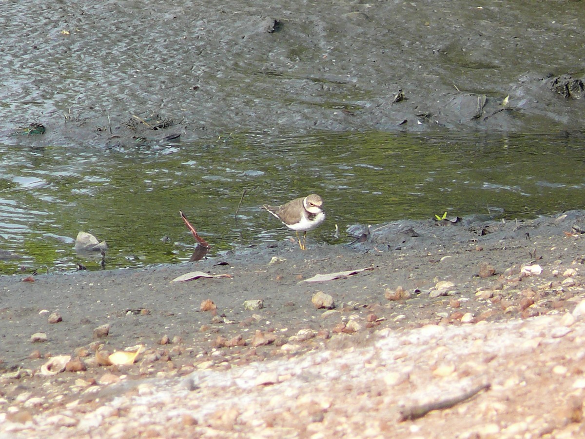 Little Ringed Plover - ML236262321