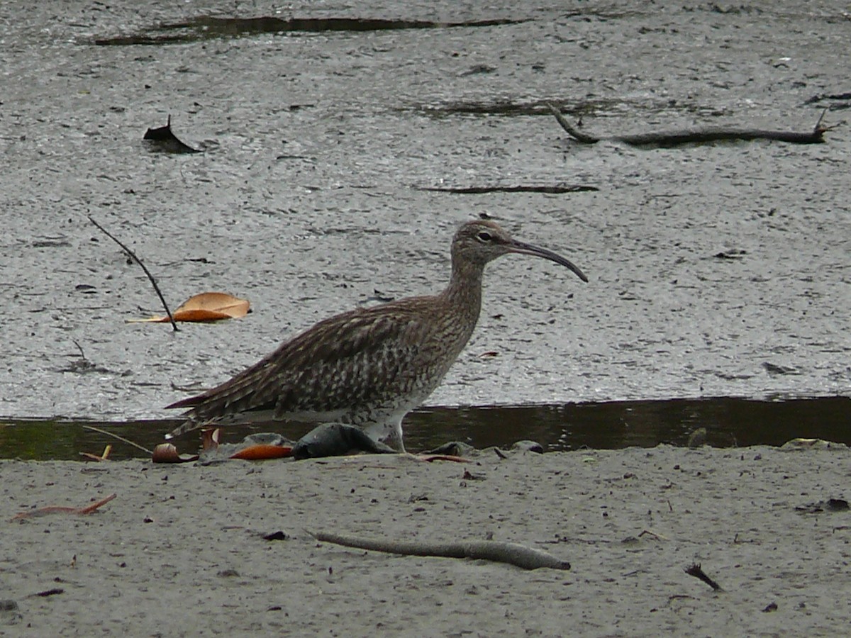 Courlis corlieu (phaeopus) - ML236262431