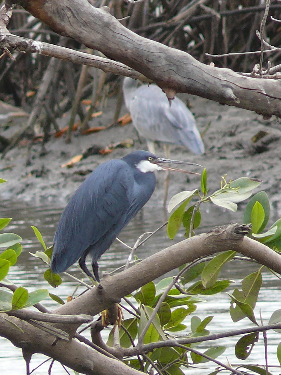 Western Reef-Heron (Western) - Michael Pohler