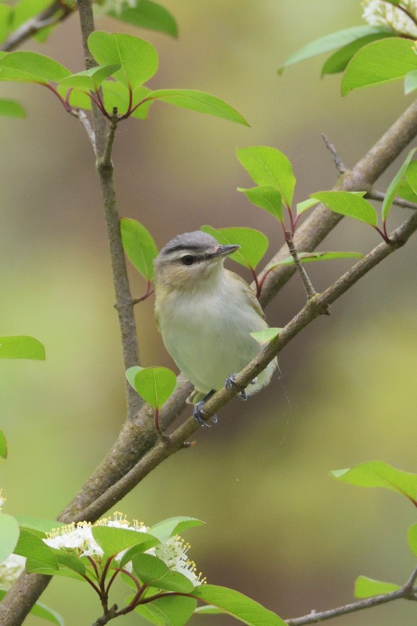 Red-eyed Vireo - ML236263161