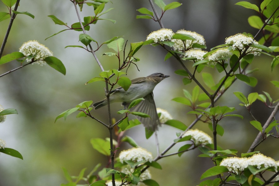 Red-eyed Vireo - ML236263201