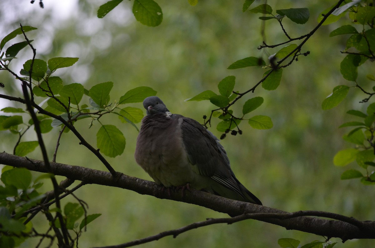 Common Wood-Pigeon - ML236263551