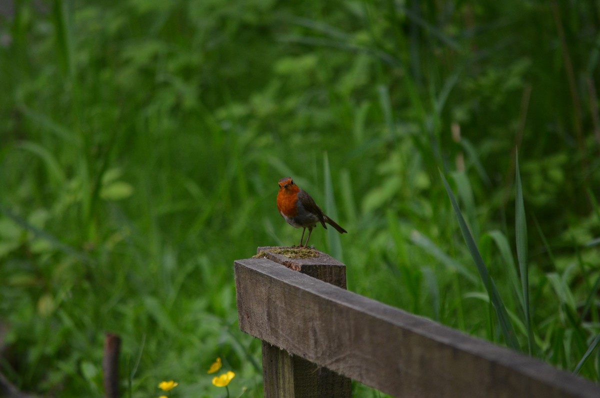 European Robin - ML236264041