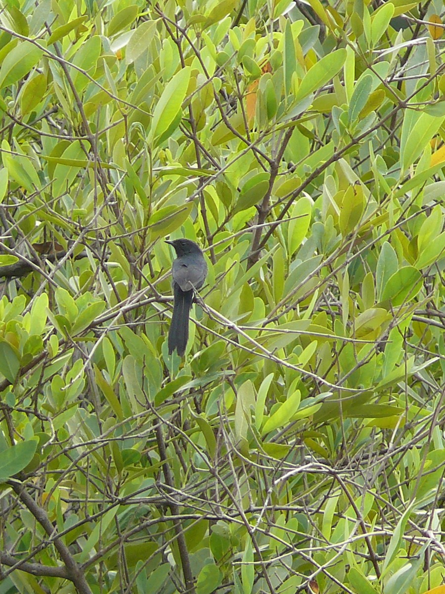 Northern Black-Flycatcher - ML236264381