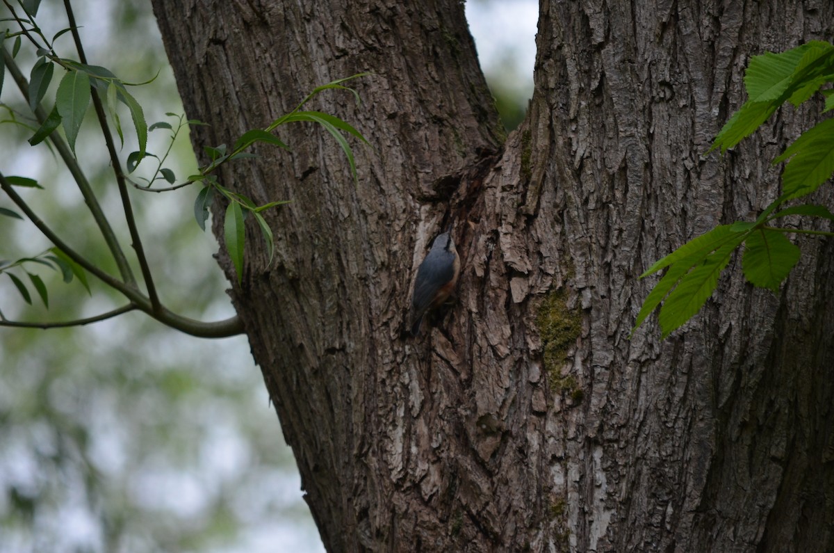 Eurasian Nuthatch - ML236264901