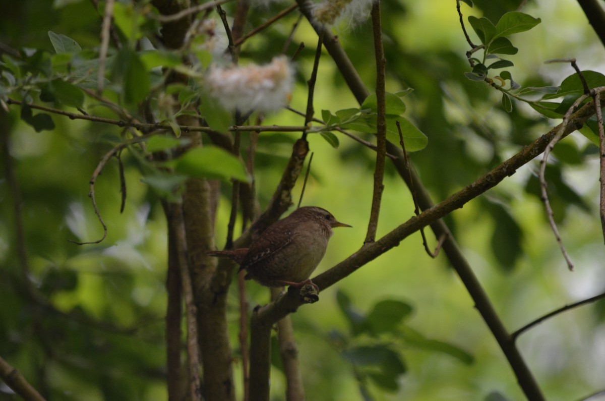 Eurasian Wren - ML236265061