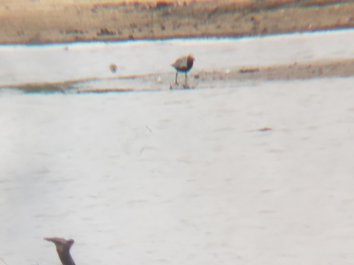 Black-bellied Plover - ML236265541