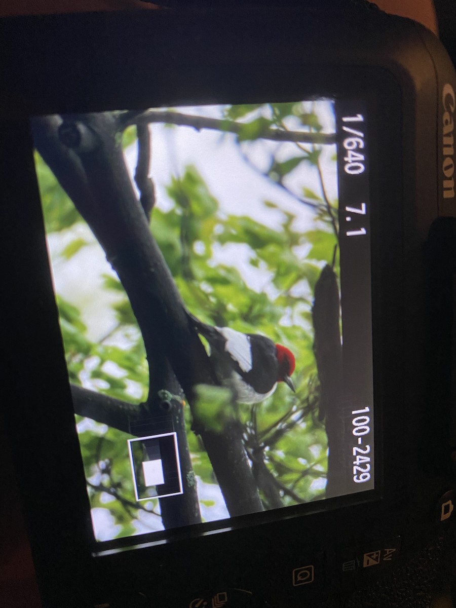 Red-headed Woodpecker - ML236267111