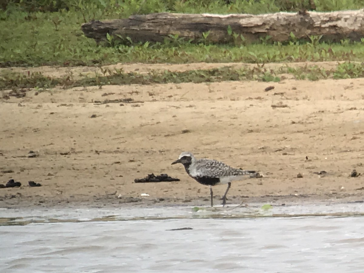 Black-bellied Plover - ML236268111