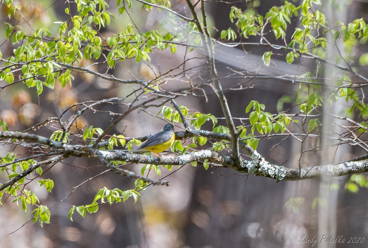 Canada Warbler - Sandy Podulka