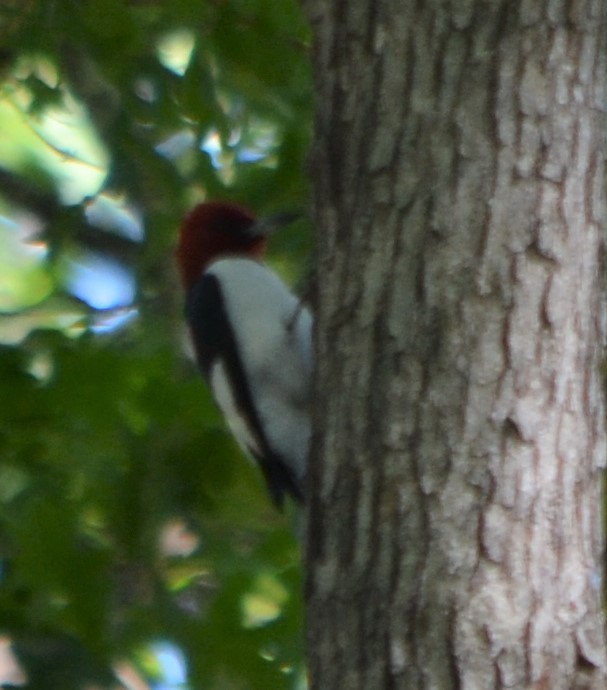 Red-headed Woodpecker - ML236270071