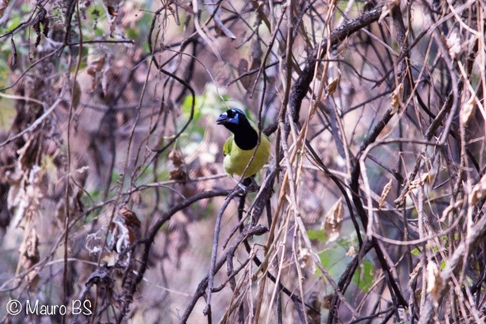 Green Jay - ML23627021