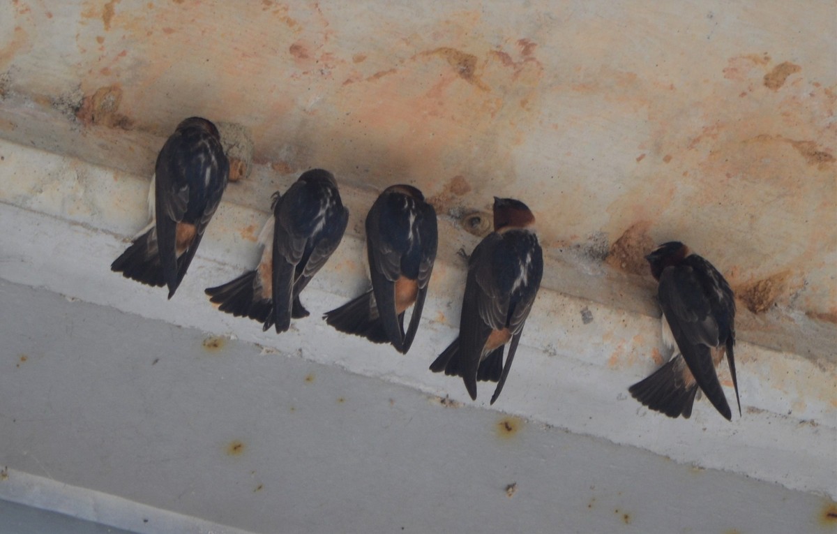 Cliff Swallow - ML236270701