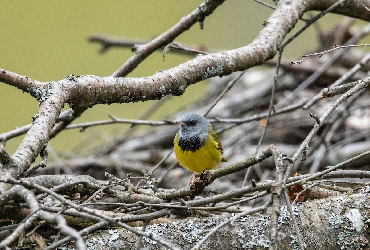 Graukopf-Waldsänger - ML236270911