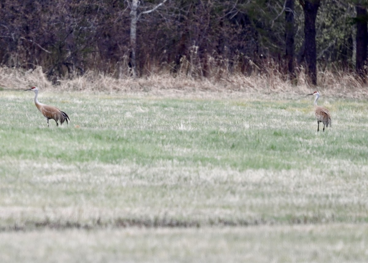 Sandhill Crane - Joe Wujcik