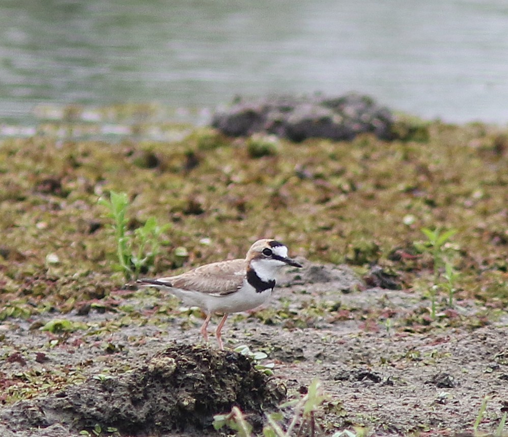 Collared Plover - Jorge Montejo